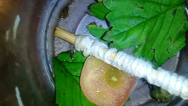 Гусеница готовится к окукливанию. смотреть онлайн