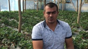 87/20Сроки высадки клубники КСД и НСД. когда лучше высаживать клубнику?