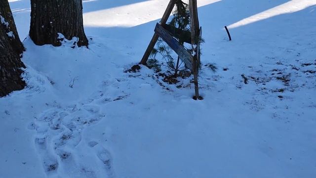 Ель Коника. Как сохранить ель в горшке до  дачи! смотреть онлайн