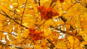 Уходящая Золотая Осень Беларуси Релакс Видео Отдых на Природе.  Осенняя Природа и ее  звуки.