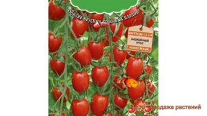 Томат обыкновенный Сладкий фонтан F1 ? обзор: как сажать, семена томата Сладкий фонтан F1