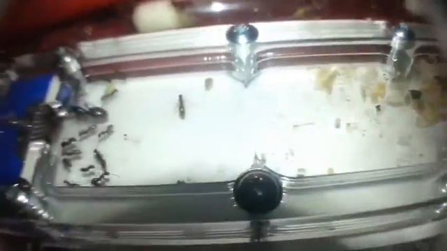 Проблемные мурахи, нет расплода. смотреть онлайн