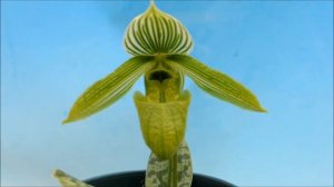 Paphiopedilum wardii f.album（f.alboviridae)   orchid