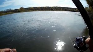 ЛОВЛЯ ХАРИУСА НА УДОЧКУ. Река БИЯ.Искуственная муха.Осень