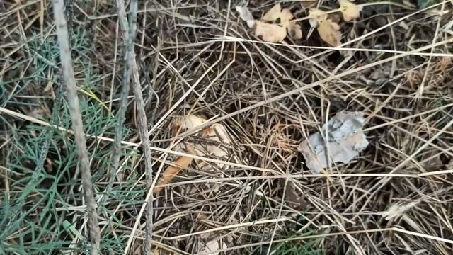 Белые грибы , подосиновики и маслята очень много / What mushrooms grow in Ukraine смотреть онлайн