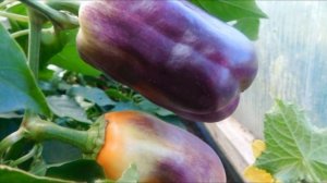 Необычный сорт сладкого перца - Клякса !!