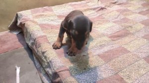 DOBERMAN Puppies First Bath -- RamlakshVlog