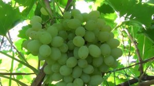 ВИНОГРАД " КИШМИШ БЕЛЫЙ"