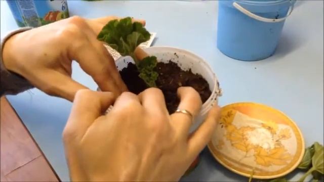 Посадка герани смотреть онлайн