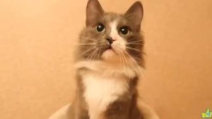 💜🎉С ДНЁМ РОЖДЕНИЯ КИСА-АЛИСА🎉💜