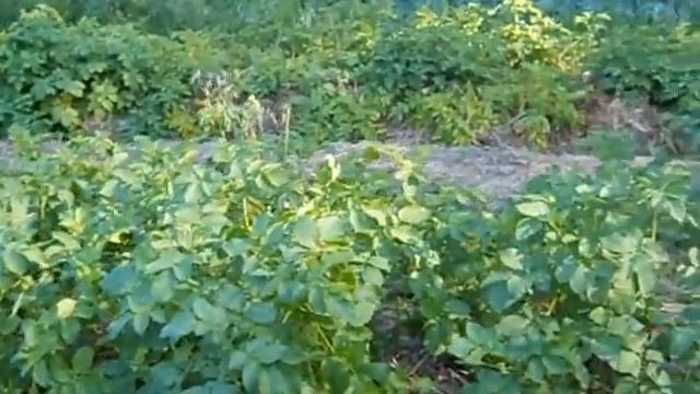 Картофель под соломой в 2014 году сорт Родрига смотреть онлайн