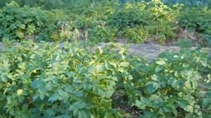 Картофель под соломой в 2014 году сорт Родрига