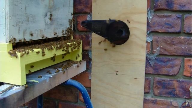 Trap out - Day 22 More bees leaving the wall смотреть онлайн