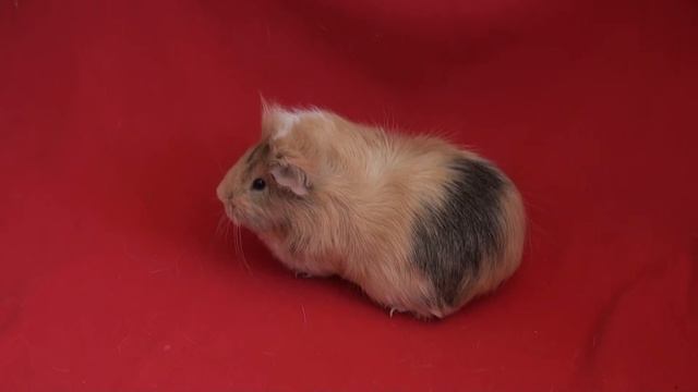 Морская свинка номер 1 / Варя / Моя первая морская свинка/ SvinoFamily смотреть онлайн