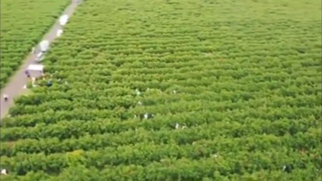 Робота у Польщі !!! Збір ягід Лохини Бурівки Польща !!! смотреть онлайн