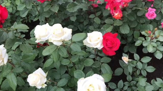 Красивые розы. Роза Анастасия (3 зона) смотреть онлайн