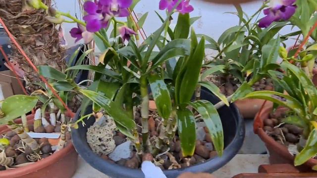 USE ISSO E DIGA ADEUS AOS FUNGOS NAS PHALAENOPSIS смотреть онлайн