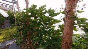 Ежевика Прайм Арк Тревелер, изучаем сорт (часть 2).