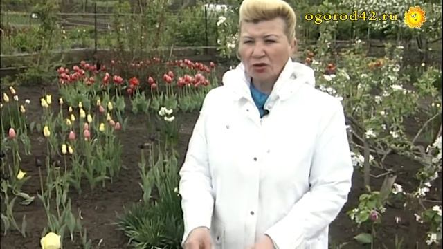 Как вырастить крупные тюльпаны? смотреть онлайн