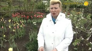 Как вырастить крупные тюльпаны?