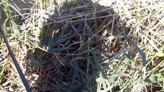 ВЗЯЛ СПИНИНГ ОТВАРИЛ (СИЛИКОН)ЗАДУБАСИЛ ТОЛПУ ОКУНЕЙ смотреть онлайн