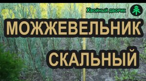 Можжевельник скальный Блю Эрроу (Blue Arrow). Можжевельник Голубая стрела