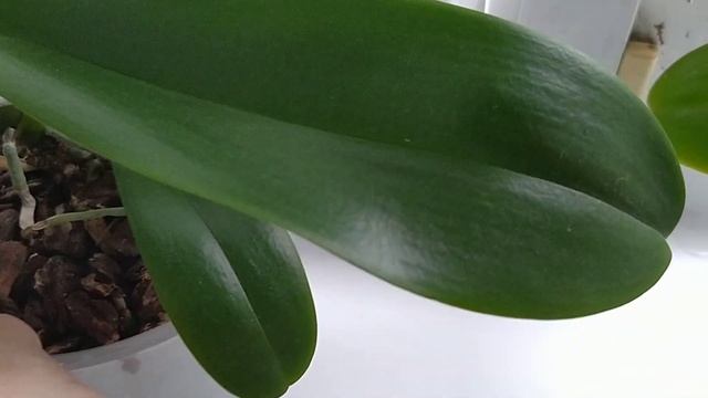 Обзор цветущих орхидей 17.10.2022г. ??? смотреть онлайн