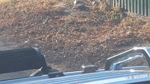 ГИГАНТСКАЯ КРЫСА