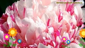 Пион молочноцветковый Рашберри Клаун. Краткий обзор, описание paeonia lactiflora Raspberry Clown