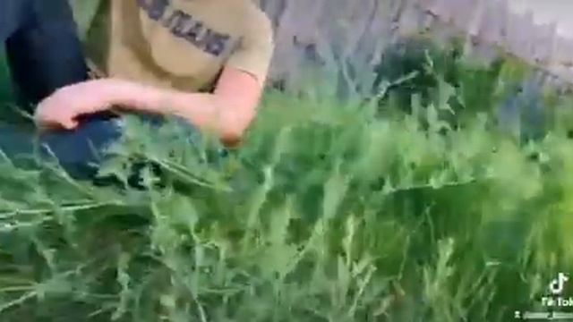 Лето🤗Зелёная травка😉👍 смотреть онлайн