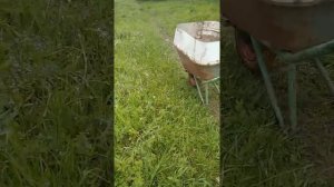 Как косить ручной косой траву. Обучающее видео от ребенка.
