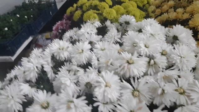 Хризантема мультифлора - пора баю бай смотреть онлайн