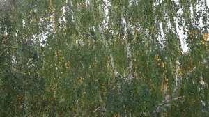 Как сделать венок из колосков
