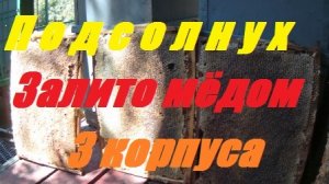 Мёдом залили гнездо.Даём маткам работу.Вечерний ливень,солнечное утро.Подсолнух выделяет нектар.