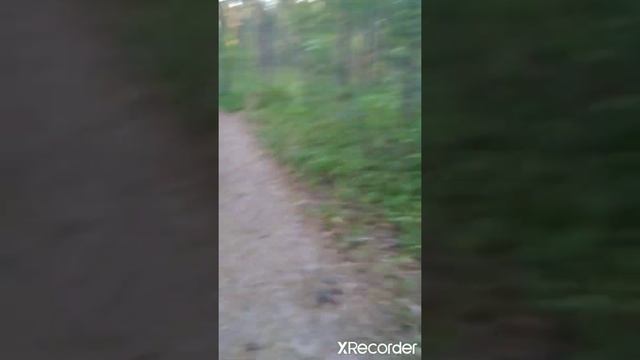 #Леснаясказка#Йошкарола#Садыстроители                      Марийская тайга #Сурок #1часть