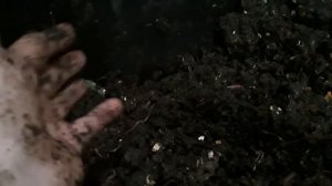 Дикий червь подлистник в домашних условиях.