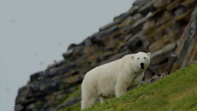 Ко дню биологического разнообразия: белые медведи в нацпарке "Русская Арктика"