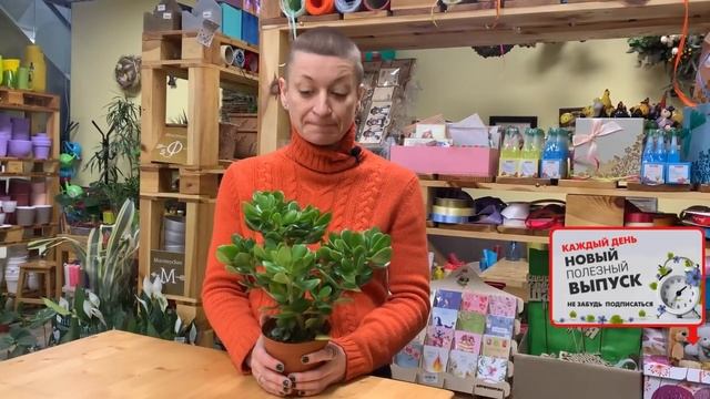 Крассула Овата - классическое денежное дерево | Толстянка