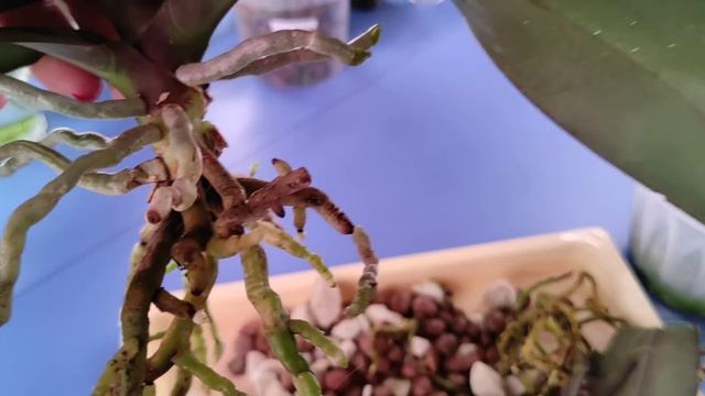 03.01.21.пересадка ОРХИДЕИ Фронтера. смотреть онлайн