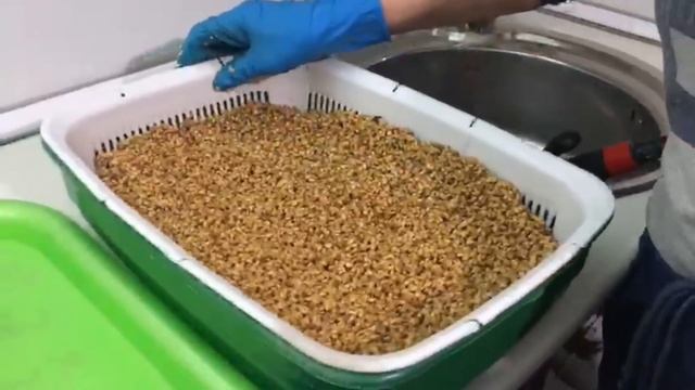 Как курам выжить зимой? Зелёные корма!