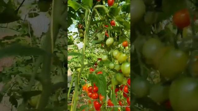 Болезнеустойчивый сорт черри с отменным вкусом для теплиц и открытого грунта? #семенатоматов #сад