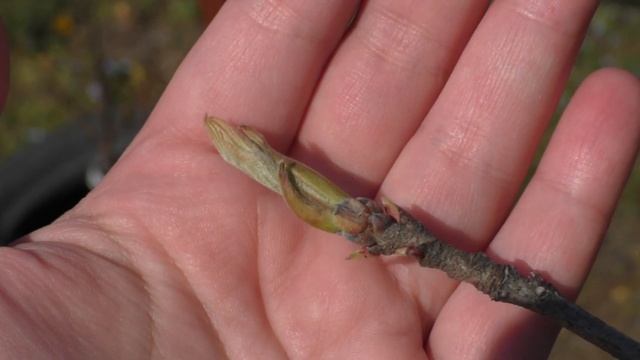 Как перезимовали фисташки. Первые завязи фисташки. Весна 2020г. Краснодарский край.