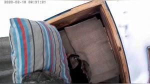 Состояние семей БАКФАСТ в феврале. 18.02.20 Урал Свердловская обл. Зимовка БАКФАСТ на Урале.