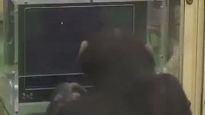 шимпанзе и тест с цифрами