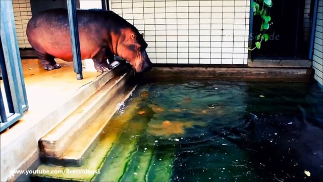 Смешные Бегемоты - Funny Hippo Compilation
