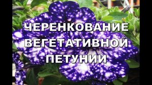 ЧЕРЕНКОВАНИЕ ВЕГЕТАТИВНОЙ ПЕТУНИИ