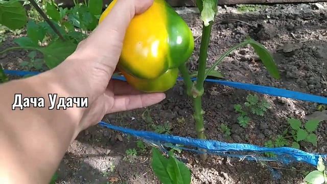 СМЕЛО выращивайте ПЕРЕЦ из семян магазинного ПЕРЦА! ОТЛИЧНЫЙ РЕЗУЛЬТАТ! Дача Удачи