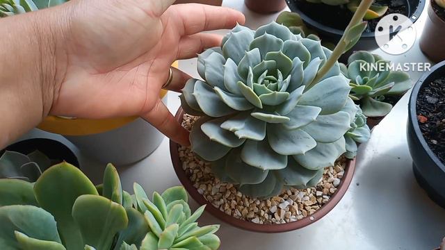 suculentas mãe e filha e mudas que eu tenho para venda 11978227086 смотреть онлайн