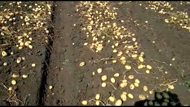 Сорт Джувел, сетевой калибр. смотреть онлайн