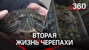 Черепаху спасли с конвейера по переработке отходов